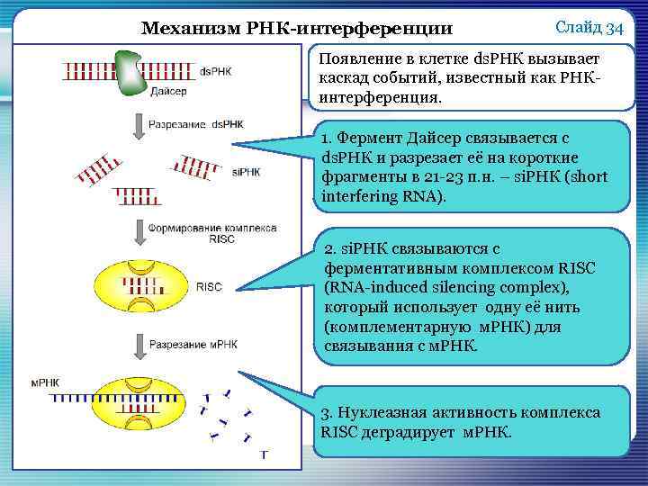 Механизм РНК-интерференции Слайд 34 Появление в клетке ds. РНК вызывает каскад событий, известный как