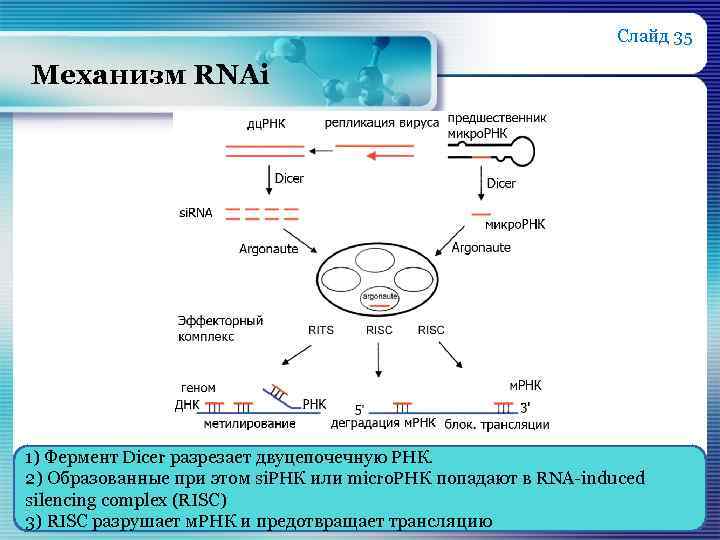 Слайд 35 Механизм RNAi 1) Фермент Dicer разрезает двуцепочечную РНК. 2) Образованные при этом
