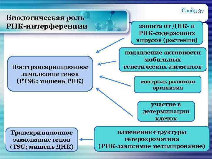 Слайд 37 Биологическая роль РНК-интерференции Посттранскрипционное замолкание генов (PTSG; мишень РНК) защита от ДНК-