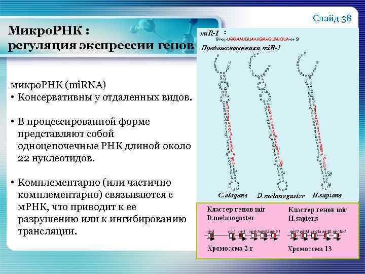 Функции микро. МИКРОРНК. Микро РНК строение. Регуляция РНК.