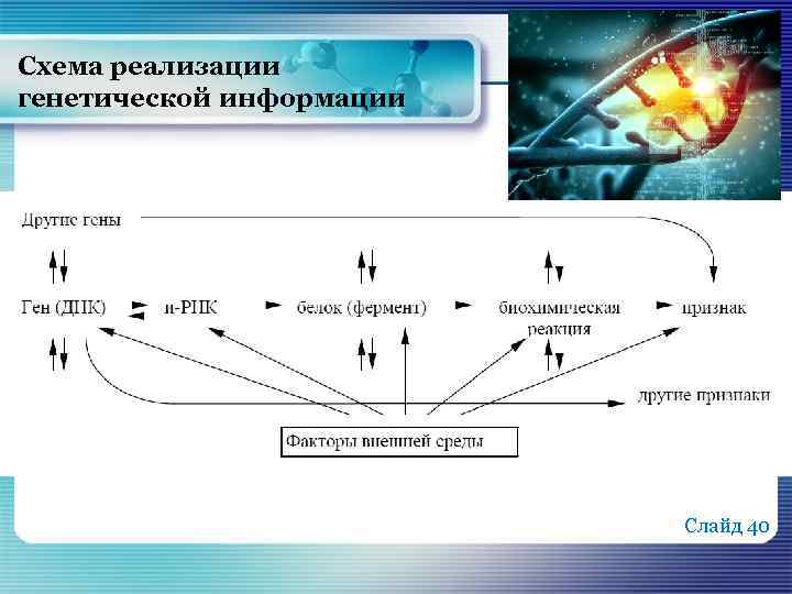 Схема реализации генетической информации Слайд 40 