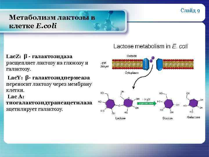 Слайд 9 Метаболизм лактозы в клетке E. coli Lac. Z: β - галактозидаза расщепляет