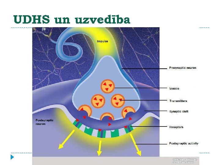 UDHS un uzvedība 