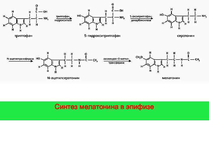 Синтез мелатонина в эпифизе 