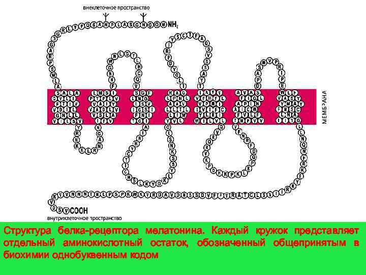 Структура белка-рецептора мелатонина. Каждый кружок представляет отдельный аминокислотный остаток, обозначенный общепринятым в биохимии однобуквенным