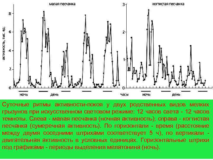 Суточные ритмы активности-покоя у двух родственных видов мелких грызунов при искусственном световом режиме: 12