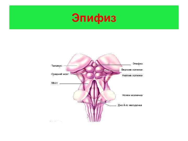 Эпифиз Таламус Эпифиз Верхние холмики Средний мозг Нижние холмики Мост Ножки мозжечка Дно 4