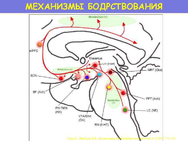 МЕХАНИЗМЫ БОДРСТВОВАНИЯ Datta S. , Mac. Lean R. R. Neuroscience and Biobehavioral Reviews 31