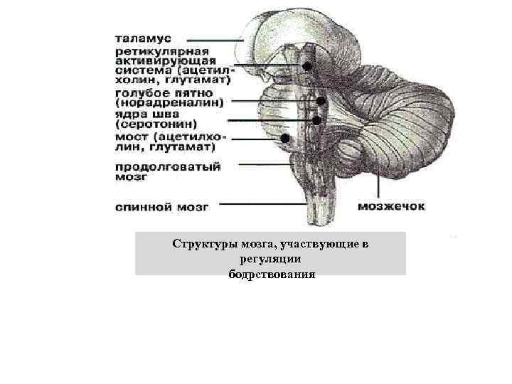 Структуры мозга, участвующие в регуляции бодрствования 