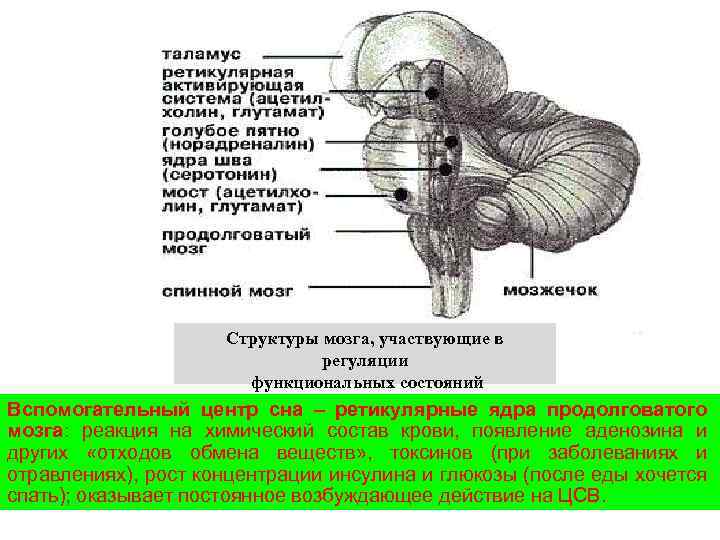 Структуры мозга, участвующие в регуляции функциональных состояний Вспомогательный центр сна – ретикулярные ядра продолговатого