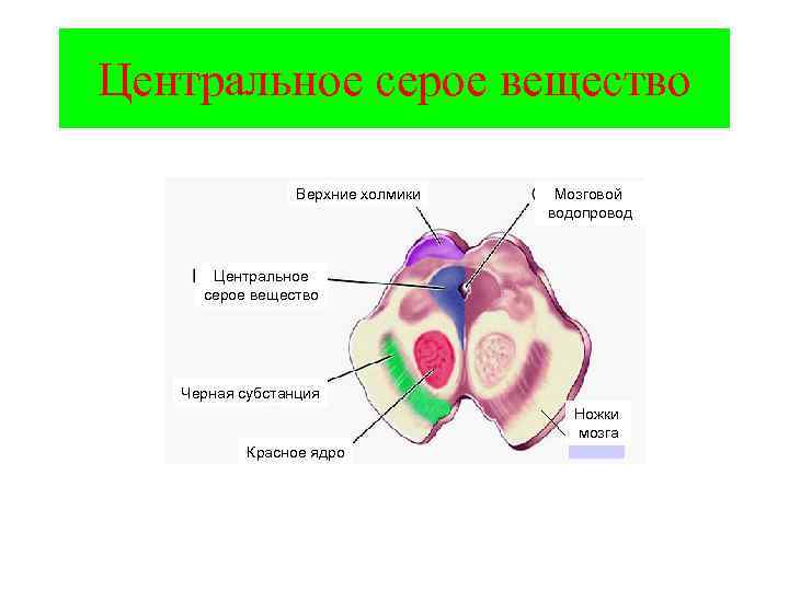 Центральное серое вещество Верхние холмики Мозговой водопровод Центральное серое вещество Черная субстанция Ножки мозга