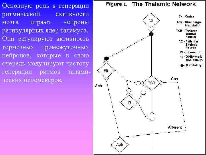 Основную роль в генерации ритмической активности мозга играют нейроны ретикулярных ядер таламуса. Они регулируют
