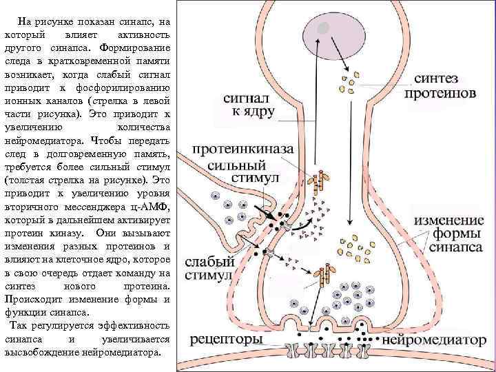  На рисунке показан синапс, на который влияет активность другого синапса. Формирование следа в