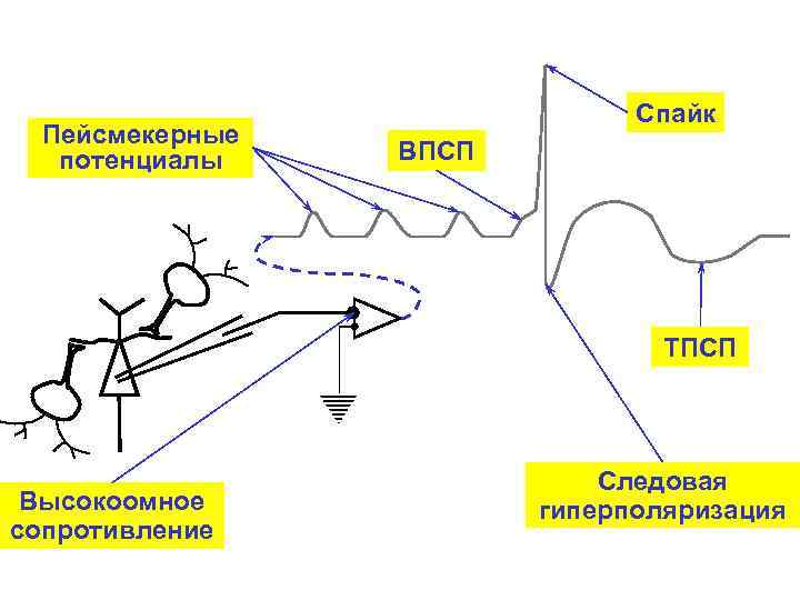 Пейсмекерные потенциалы Спайк ВПСП ТПСП Высокоомное сопротивление Следовая гиперполяризация 