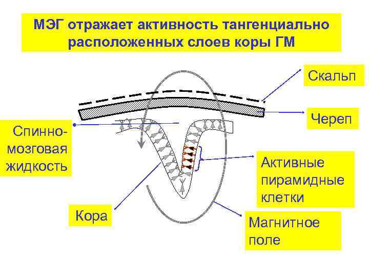 МЭГ отражает активность тангенциально расположенных слоев коры ГМ Скальп Череп Спинномозговая жидкость Активные пирамидные