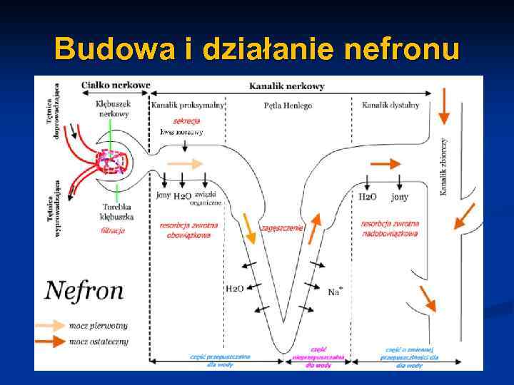 Budowa i działanie nefronu 