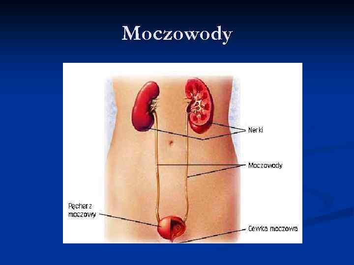 Moczowody 