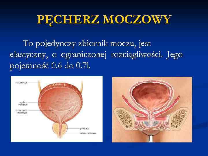 PĘCHERZ MOCZOWY To pojedynczy zbiornik moczu, jest elastyczny, o ograniczonej rozciągliwości. Jego pojemność 0.