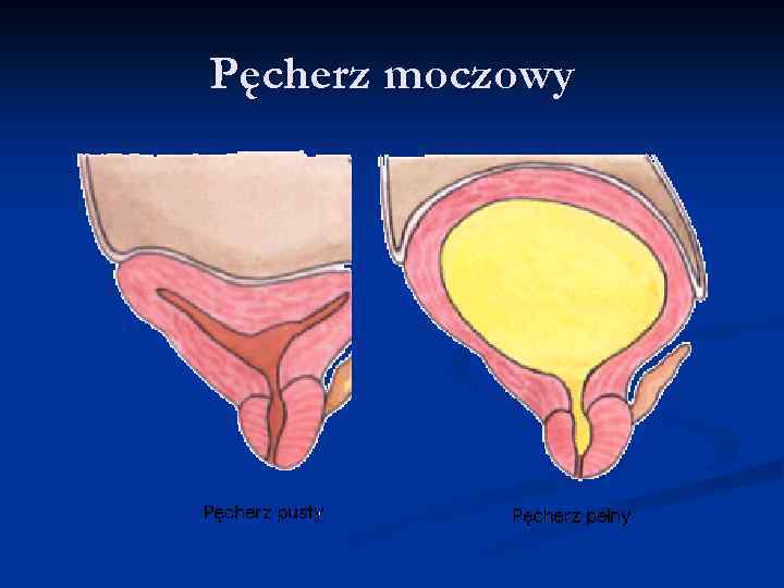 Pęcherz moczowy 