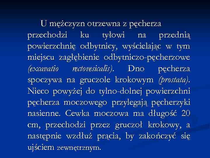 U mężczyzn otrzewna z pęcherza przechodzi ku tyłowi na przednią powierzchnię odbytnicy, wyścielając w