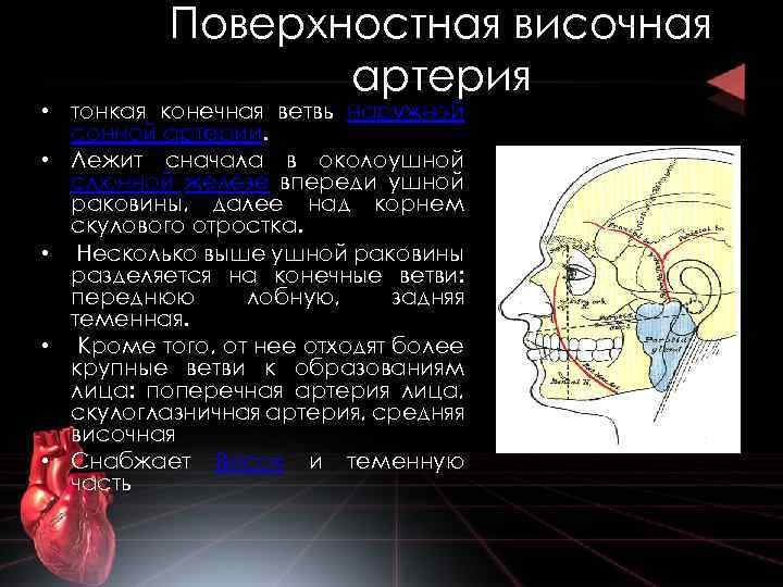 Височная артерия где находится фото