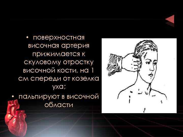  • поверхностная височная артерия прижимается к скуловому отростку височной кости, на 1 см