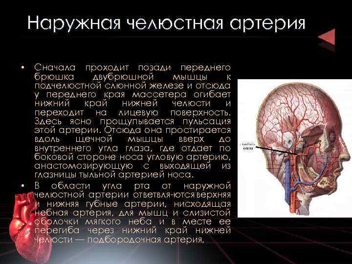 Наружная челюстная артерия • • Сначала проходит позади переднего брюшка двубрюшной мышцы к подчелюстной