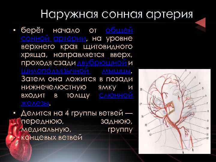 Где находится сонная артерия у человека