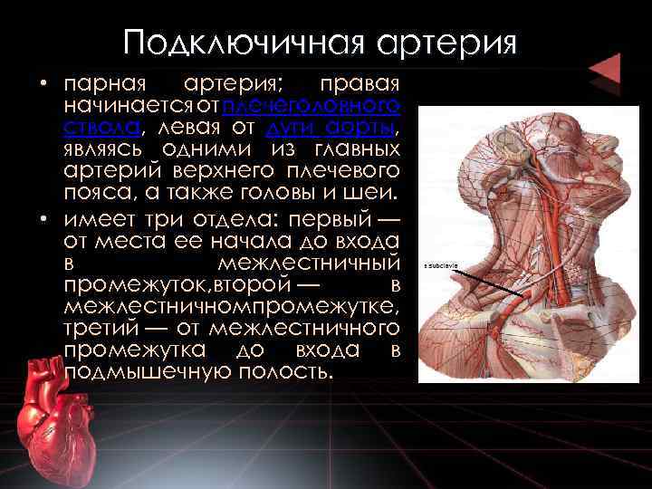 Сонно подключичное шунтирование схема операции