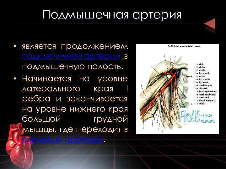 Подмышечная артерия • является продолжением подключичной артерии , в подмышечную полость. • Начинается на