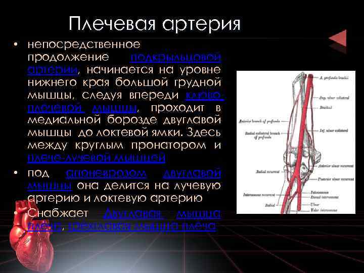 Плечевая артерия • непосредственное продолжение подкрыльцовой артерии, начинается на уровне нижнего края большой грудной