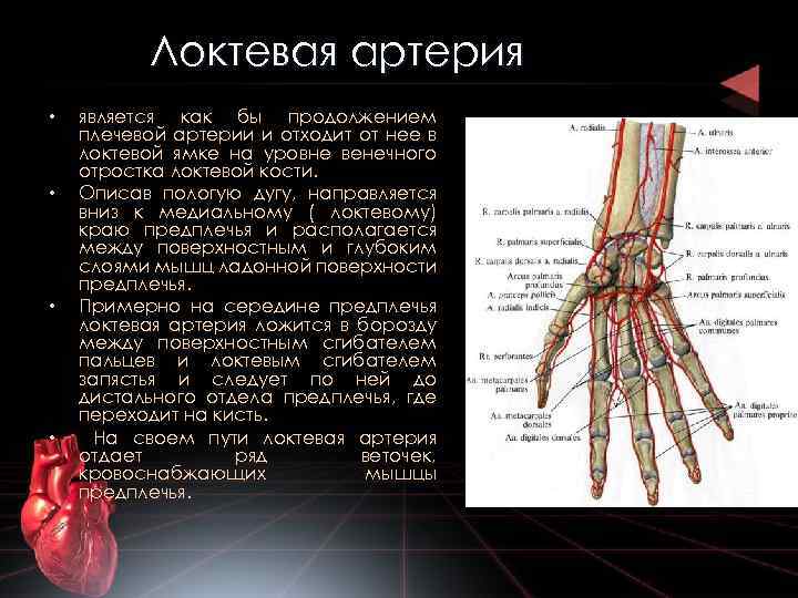 Артерия латынь