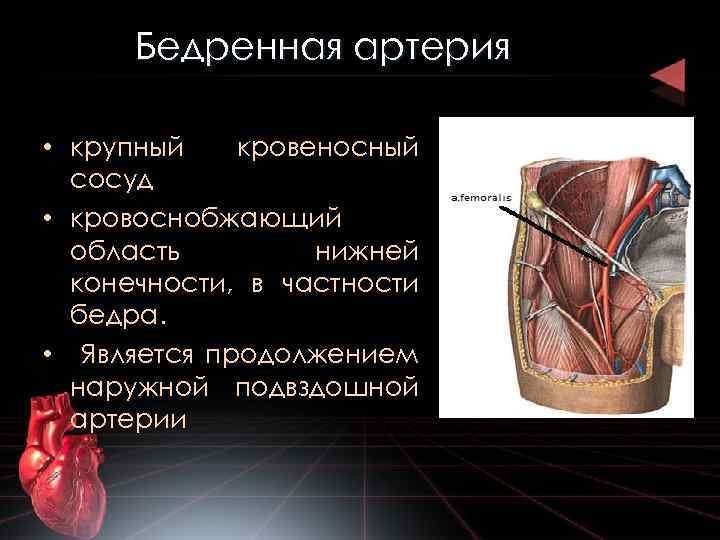 Бедренная артерия • крупный кровеносный сосуд • кровоснобжающий область нижней конечности, в частности бедра.