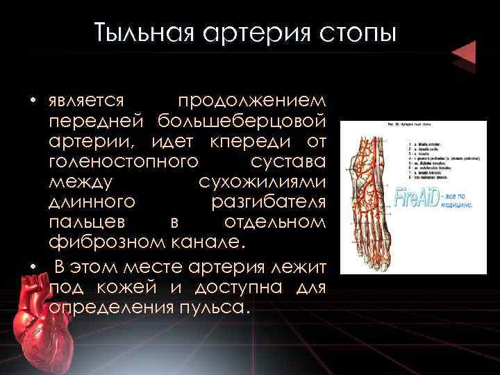 Тыльная артерия стопы • является продолжением передней большеберцовой артерии, идет кпереди от голеностопного сустава