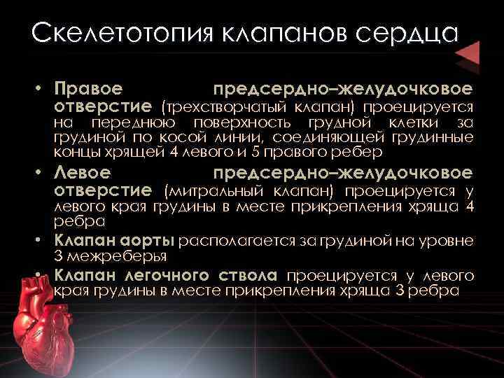 Скелетотопия клапанов сердца • Правое предсердно–желудочковое отверстие (трехстворчатый клапан) проецируется на переднюю поверхность грудной