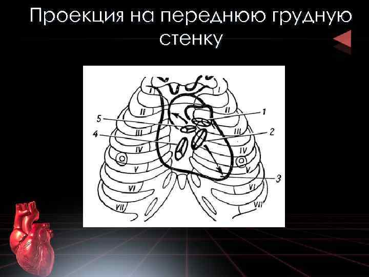 Проекция на переднюю грудную стенку 