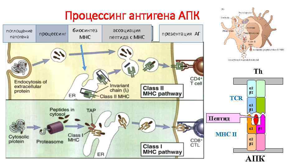 Процессинг антигена АПК поглощение патогена процессинг биосинтез МНС ассоциация пептида с МНС презентация АГ