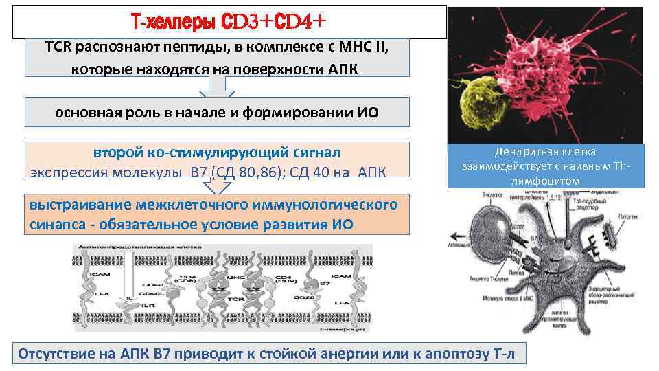 Т-хелперы СD 3+СD 4+ ТСR распознают пептиды, в комплексе с MHC II, которые находятся