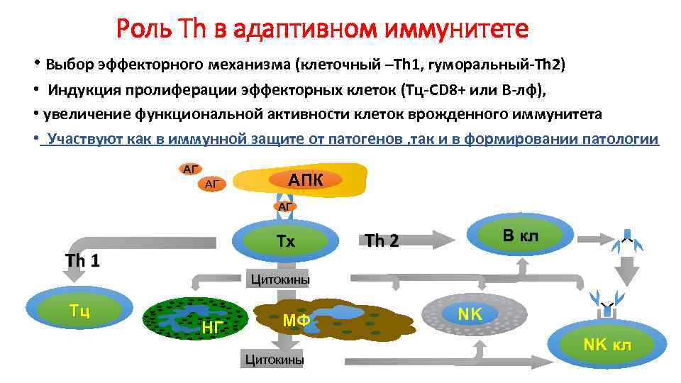 Роль Th в адаптивном иммунитете • Выбор эффекторного механизма (клеточный –Тh 1, гуморальный-Th 2)
