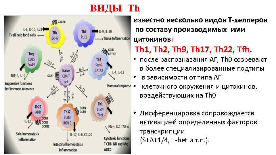 ВИДЫ Тh известно несколько видов Т-хелперов по составу производимых ими цитокинов: Th 1, Th