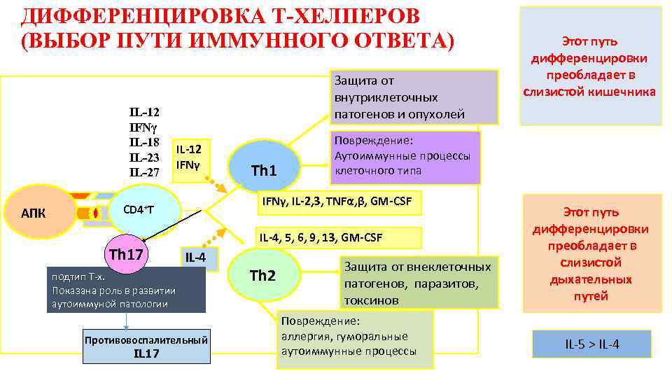 ДИФФЕРЕНЦИРОВКА Т-ХЕЛПЕРОВ (ВЫБОР ПУТИ ИММУННОГО ОТВЕТА) IL-12 IFNγ IL-18 IL-23 IL-27 AПК Защита от