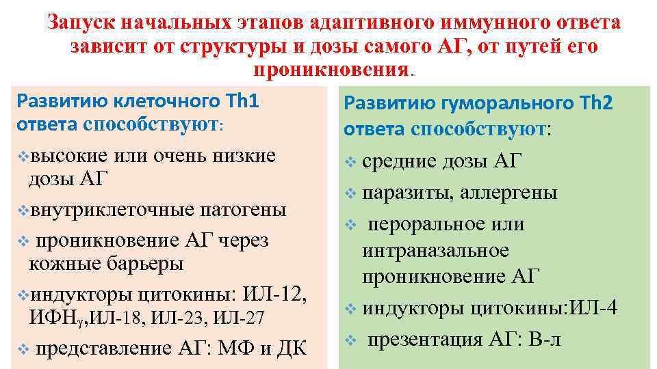 Запуск начальных этапов адаптивного иммунного ответа зависит от структуры и дозы самого АГ, от