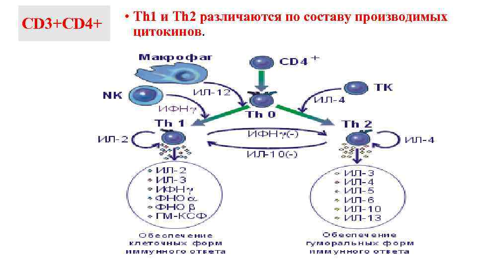 СD 3+СD 4+ • Th 1 и Th 2 различаются по составу производимых цитокинов.