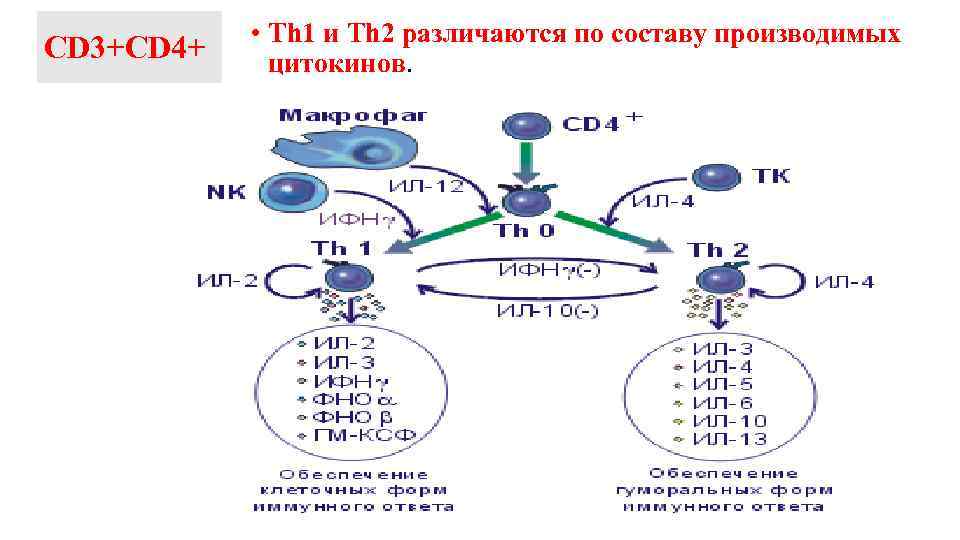 17 взаимодействие клеток в иммунном ответе трехклеточная схема кооперации