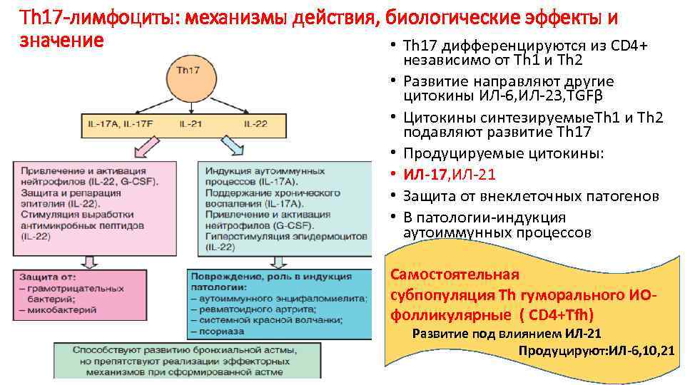 Th 17 -лимфоциты: механизмы действия, биологические эффекты и значение • Th 17 дифференцируются из