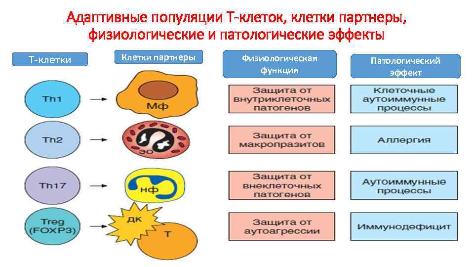 Адаптивные популяции Т-клеток, клетки партнеры, физиологические и патологические эффекты Т-клетки Клетки партнеры Физиологическая функция