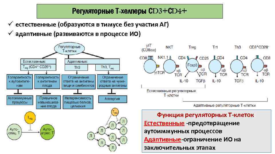 Регуляторные Т-хелперы СD 3+СD 4+ ü естественные (образуются в тимусе без участия АГ) ü