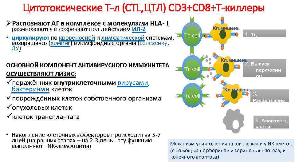 Цитотоксические Т-л (CTL, ЦТЛ) СD 3+CD 8+Т-киллеры ØРаспознают АГ в комплексе с молекулами HLA-