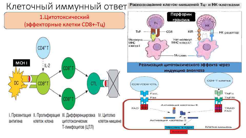 Клеточный иммунный ответ 1. Цитотоксический (эффекторные клетки СD 8+-Тц) МСН I Перфорин гранзим Реализация
