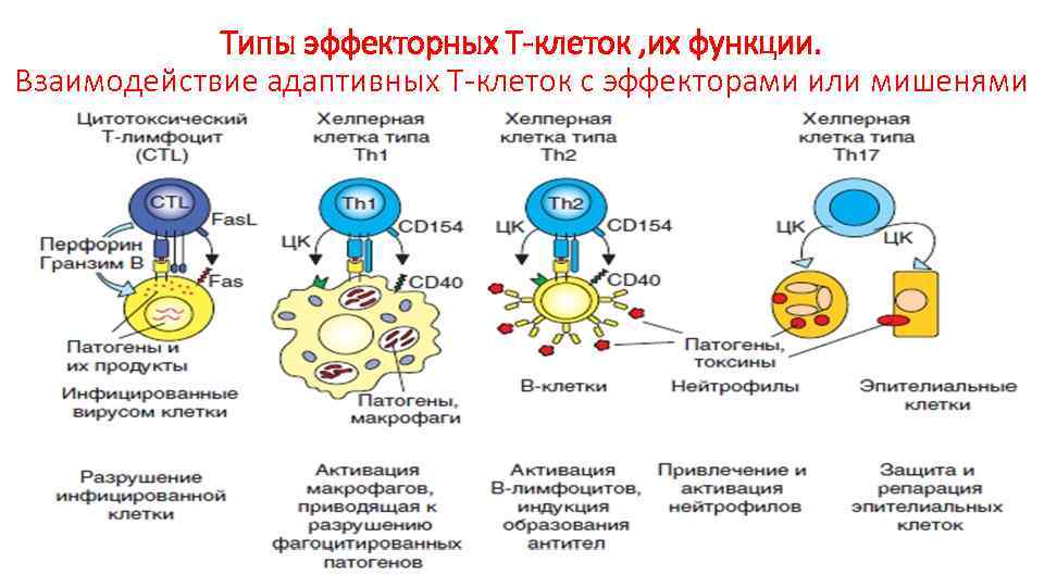Типы эффекторных Т-клеток , их функции. Взаимодействие адаптивных Т-клеток с эффекторами или мишенями 
